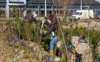 Het IVN Groen Traineeship i.s.m. Meer Bomen Nu