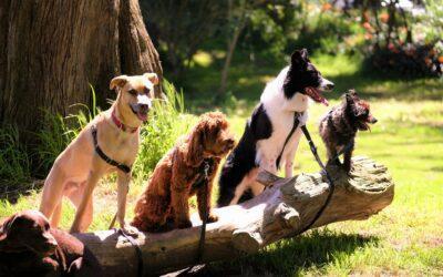 Losloopgebieden voor honden moeten veiliger