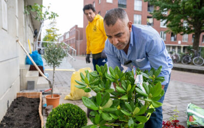 Gratis planten in ruil voor tegels
